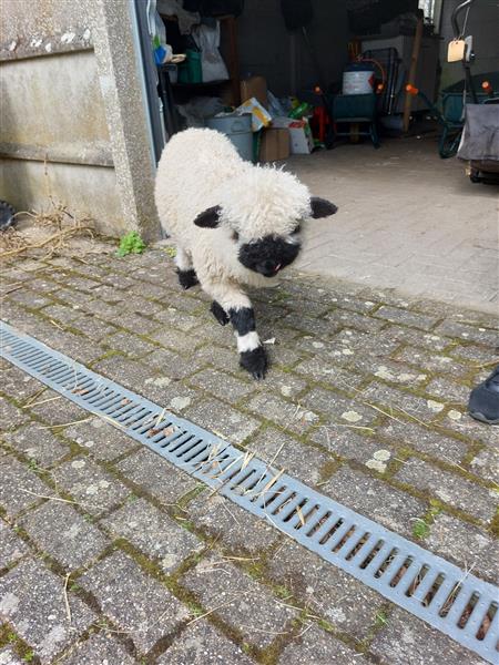 Grote foto walliser schwarznase schapen dieren en toebehoren schapen geiten en varkens