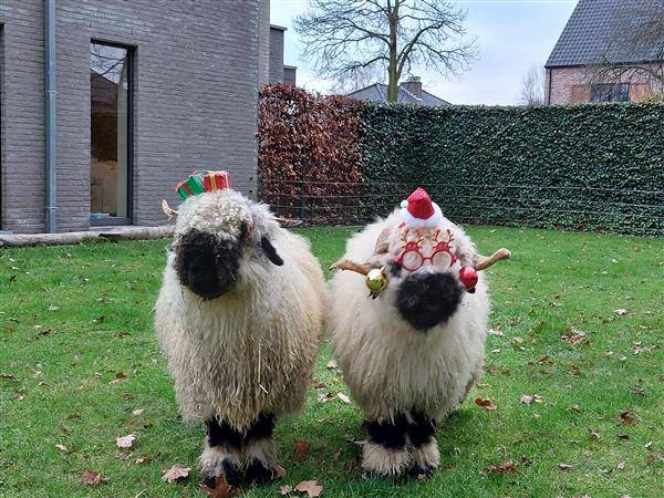 Grote foto walliser schwarznase schapen dieren en toebehoren schapen geiten en varkens