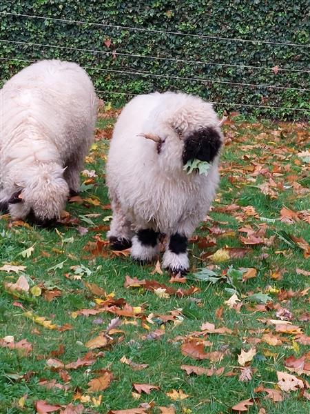 Grote foto walliser schwarznase schapen dieren en toebehoren schapen geiten en varkens