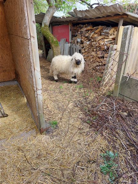 Grote foto walliser schwarznase schapen dieren en toebehoren schapen geiten en varkens