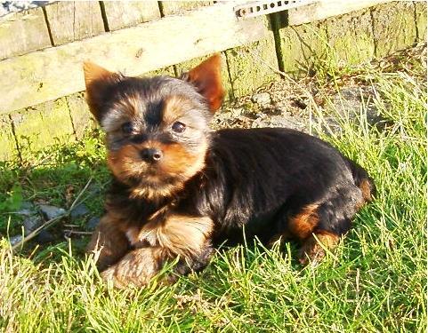 Grote foto lieve yorkshire pups bij echte hondenliefhebber dieren en toebehoren overige honden