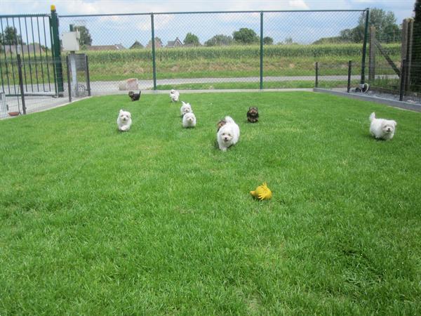 Grote foto lieve yorkshire pups bij echte hondenliefhebber dieren en toebehoren overige honden