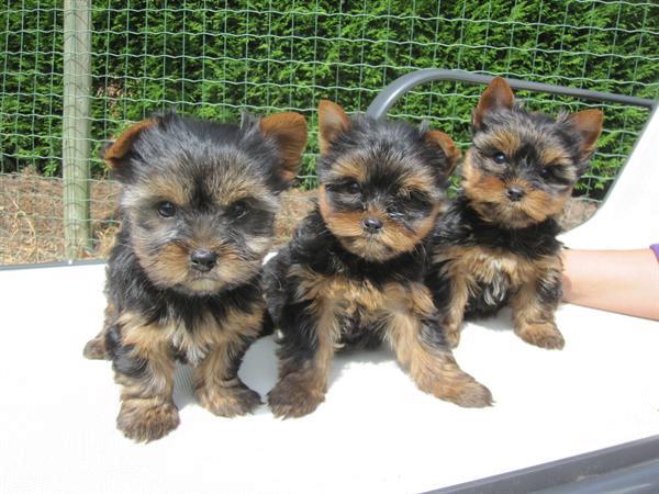 Grote foto lieve yorkshire pups bij echte hondenliefhebber dieren en toebehoren overige honden