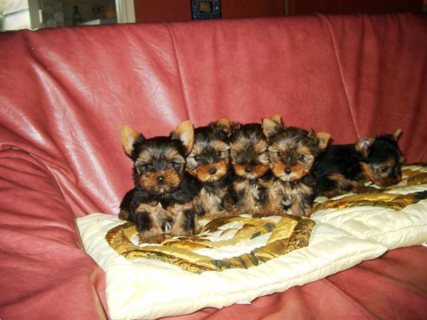 Grote foto lieve yorkshire pups bij echte hondenliefhebber dieren en toebehoren overige honden