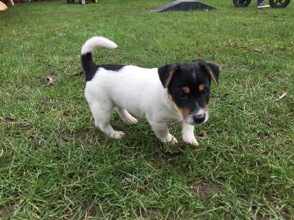 Grote foto jack russell pups beschikbaar voor een nieuw huis. dieren en toebehoren jack russells en terri rs