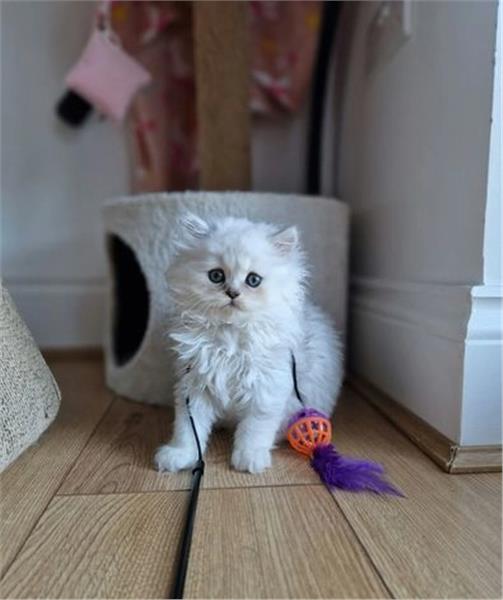 Grote foto wit zilver getipte chinchilla perzische katten dieren en toebehoren poezen