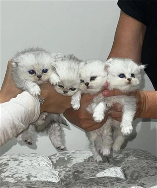 Grote foto wit zilver getipte chinchilla perzische katten dieren en toebehoren poezen