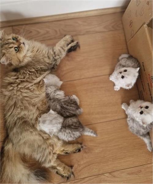 Grote foto wit zilver getipte chinchilla perzische katten dieren en toebehoren poezen