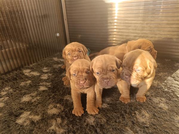 Grote foto bordeaux dog pups stamboom kmsh dieren en toebehoren bulldogs pinschers en molossers