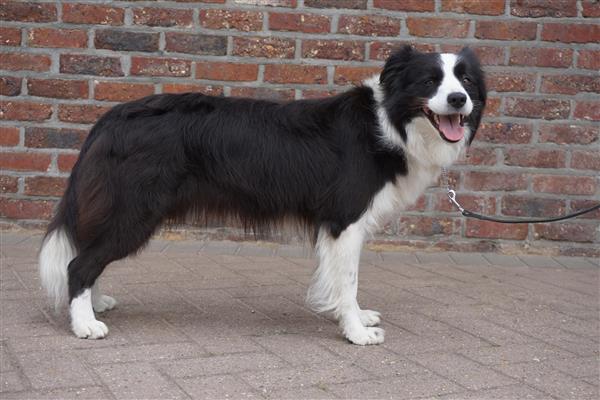 Grote foto border collie teef dieren en toebehoren herdershonden en veedrijvers