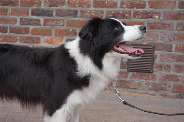 Grote foto border collie teef dieren en toebehoren herdershonden en veedrijvers