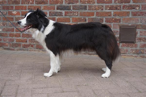 Grote foto border collie teef dieren en toebehoren herdershonden en veedrijvers