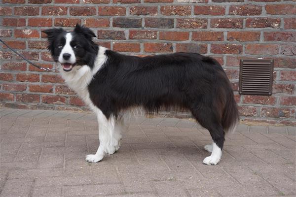 Grote foto border collie teef dieren en toebehoren herdershonden en veedrijvers