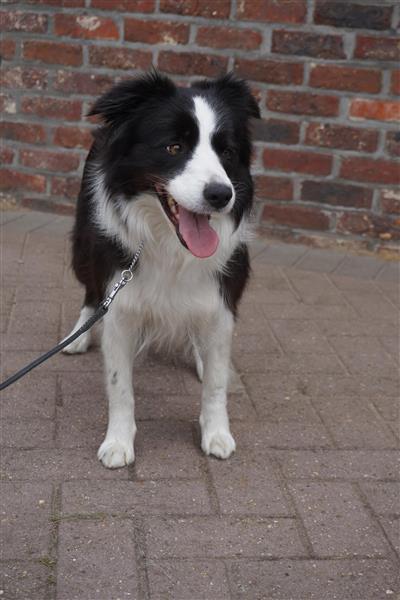 Grote foto border collie teef dieren en toebehoren herdershonden en veedrijvers