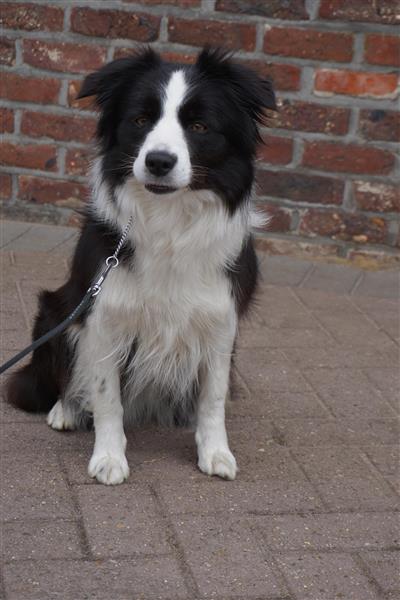 Grote foto border collie teef dieren en toebehoren herdershonden en veedrijvers