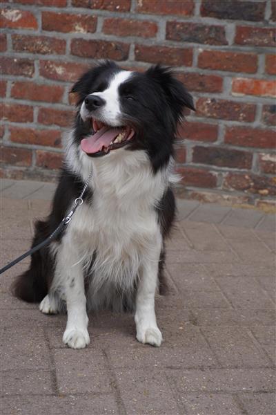 Grote foto border collie teef dieren en toebehoren herdershonden en veedrijvers