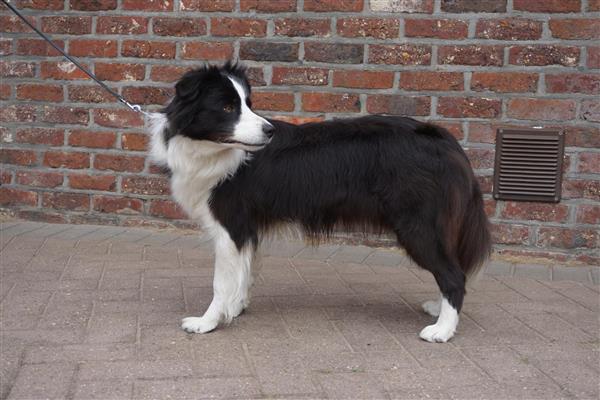 Grote foto border collie teef dieren en toebehoren herdershonden en veedrijvers