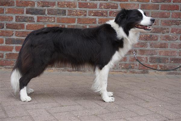 Grote foto border collie teef dieren en toebehoren herdershonden en veedrijvers