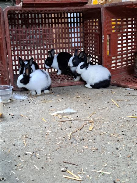 Grote foto hollander konijnen dieren en toebehoren konijnen