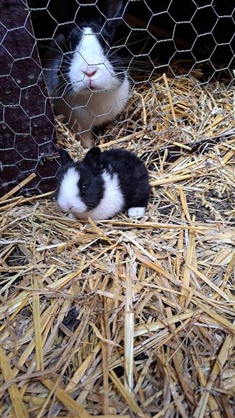 Grote foto hollander konijnen dieren en toebehoren konijnen