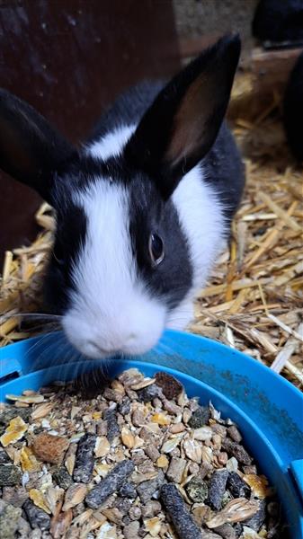 Grote foto hollander konijnen dieren en toebehoren konijnen