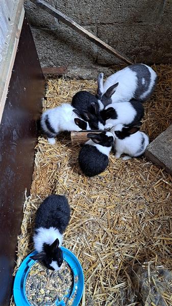 Grote foto hollander konijnen dieren en toebehoren konijnen