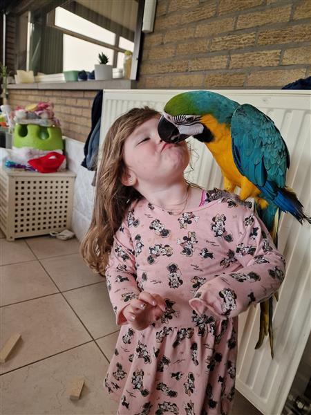 Grote foto ara blauw geel dieren en toebehoren parkieten en papegaaien