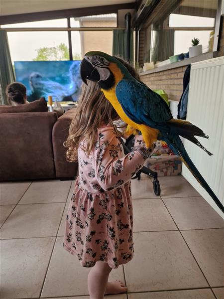 Grote foto ara blauw geel dieren en toebehoren parkieten en papegaaien