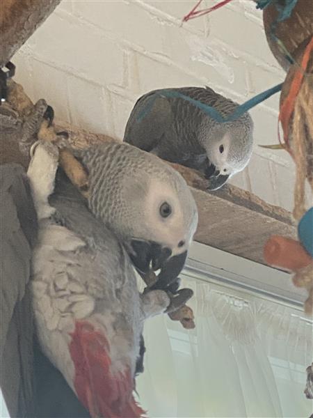 Grote foto grijze roodstaart dieren en toebehoren parkieten en papegaaien