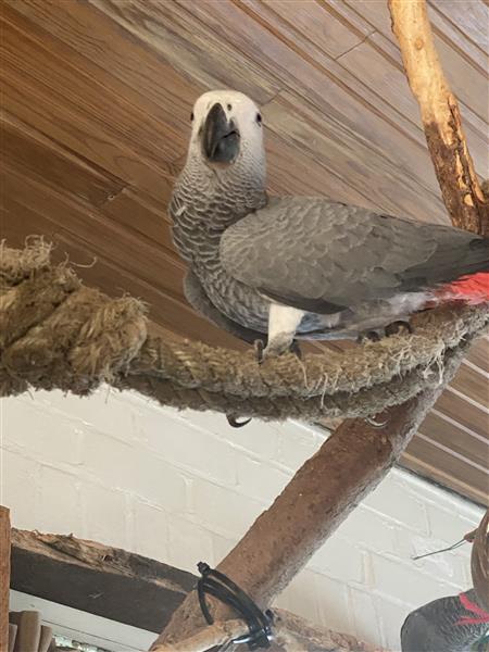 Grote foto grijze roodstaart dieren en toebehoren parkieten en papegaaien