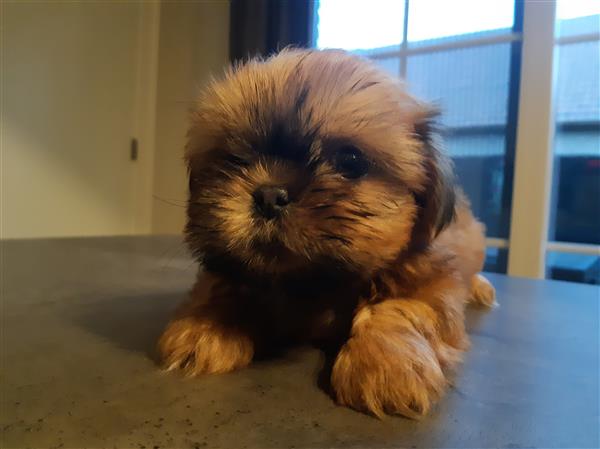 Grote foto shihtzu pupjes zoeken een warme thuis dieren en toebehoren chihuahua en gezelschapshonden