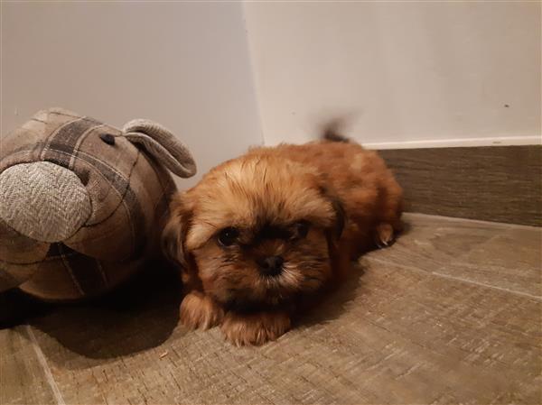 Grote foto shihtzu pupjes zoeken een warme thuis dieren en toebehoren chihuahua en gezelschapshonden