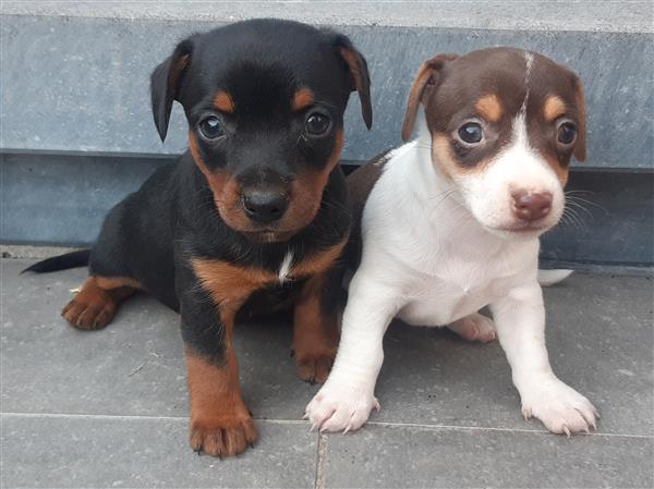 Grote foto jack russell pupjes zoeken een warme thuis dieren en toebehoren jack russells en terri rs