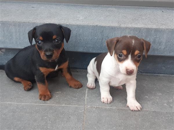 Grote foto jack russell pupjes zoeken een warme thuis dieren en toebehoren jack russells en terri rs