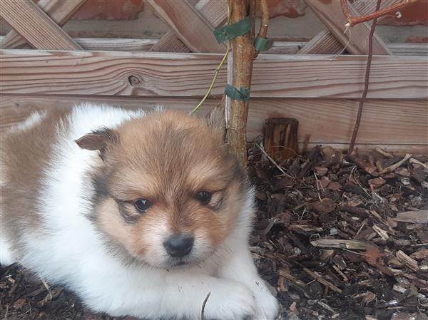 Grote foto keeshondjes zoeken een warme thuis dieren en toebehoren poolhonden keeshonden en oertypen