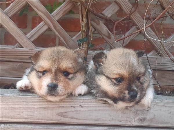 Grote foto keeshondjes zoeken een warme thuis dieren en toebehoren poolhonden keeshonden en oertypen