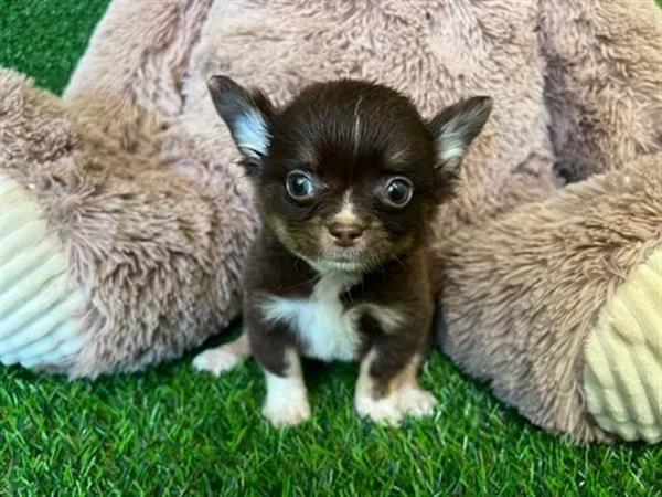 Grote foto mooie chihuahua pups te koop dieren en toebehoren chihuahua en gezelschapshonden