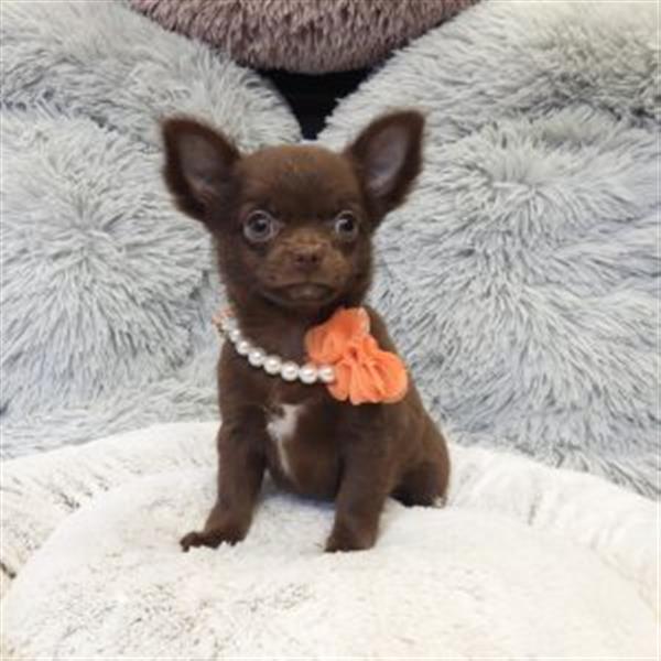 Grote foto mooie chihuahua pups te koop dieren en toebehoren chihuahua en gezelschapshonden