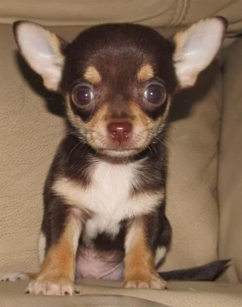 Grote foto mooie chihuahua pups te koop dieren en toebehoren chihuahua en gezelschapshonden