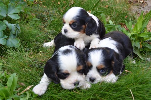 Grote foto cavalier king charles pups dieren en toebehoren retrievers spani ls en waterhonden