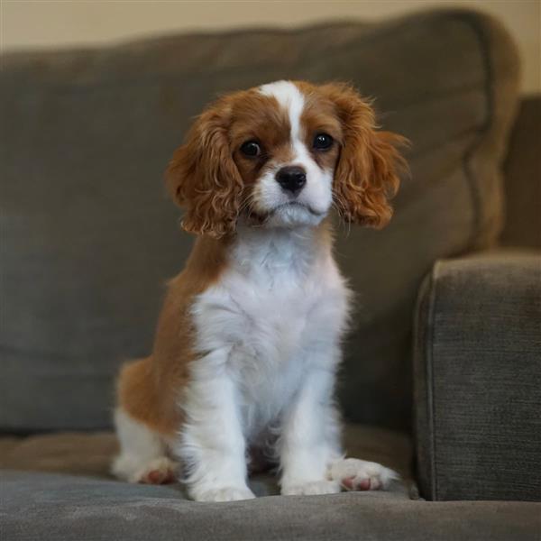 Grote foto cavalier king charles pups dieren en toebehoren retrievers spani ls en waterhonden