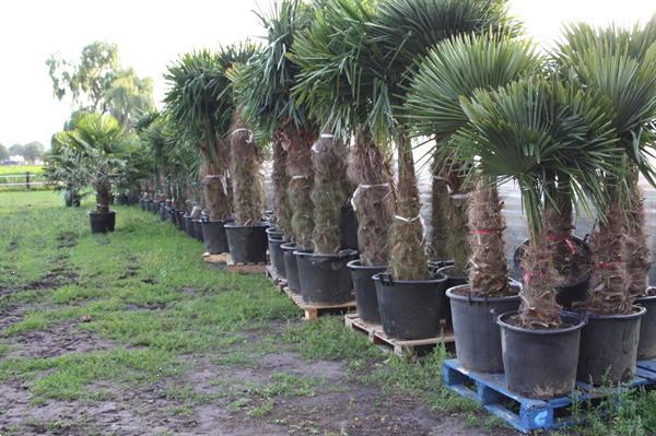 Grote foto winterharde palmbomen 15gr trachycarpus fortunei tuin en terras palmbomen