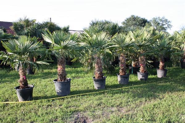 Grote foto winterharde palmbomen 15gr trachycarpus fortunei tuin en terras palmbomen