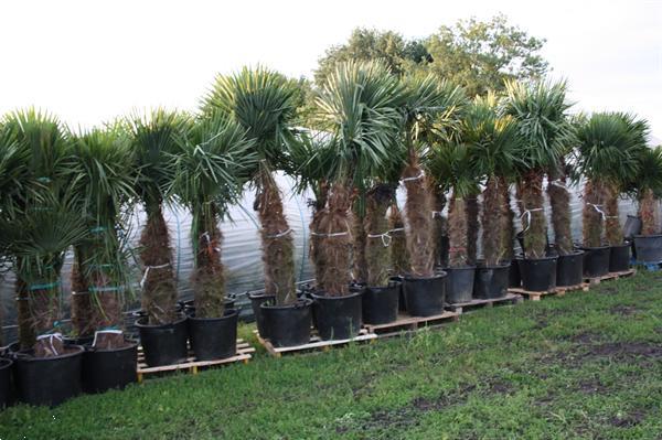 Grote foto winterharde palmbomen 15gr trachycarpus fortunei tuin en terras palmbomen