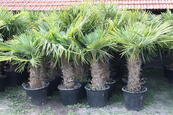 Grote foto winterharde palmbomen 15gr trachycarpus fortunei tuin en terras palmbomen