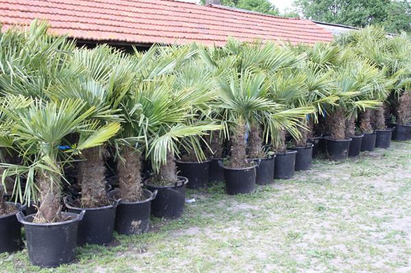 Grote foto winterharde palmbomen 15gr trachycarpus fortunei tuin en terras palmbomen