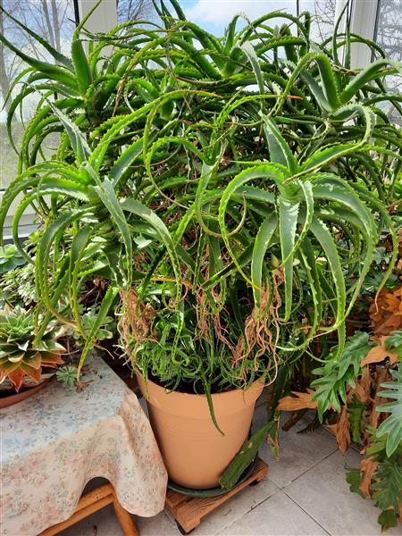 Grote foto aloes arborescens te koop tuin en terras bloemen en planten