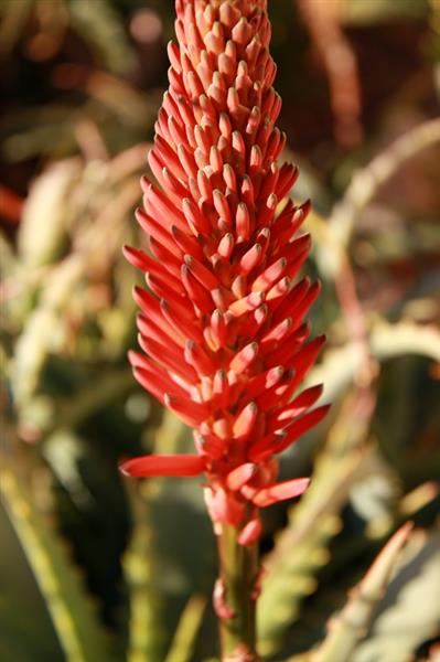 Grote foto aloes arborescens te koop tuin en terras bloemen en planten