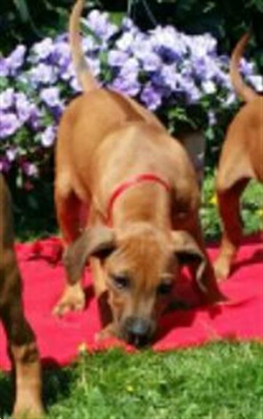 Grote foto rhodesian ridgeback pups stamboom 21 april 2018 dieren en toebehoren overige honden
