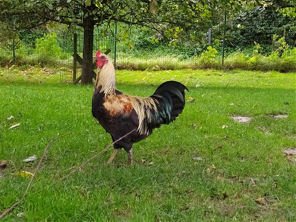 Grote foto mooie jonge haan dieren en toebehoren pluimvee